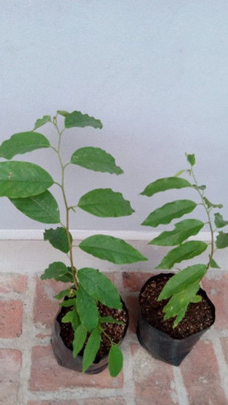 Plantas De Araticú - Frutal Nativo!! 1