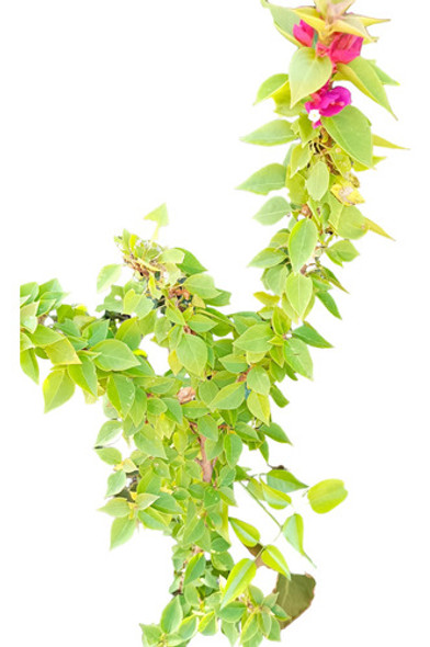 Santa Rita Arbustiva En Flor 0