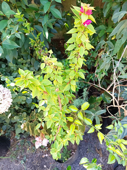 Santa Rita Arbustiva En Flor 1