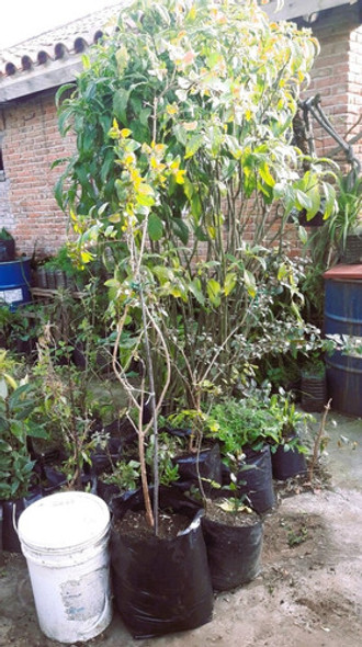 Aljaba Fuchsia Magellanica Vivero Cielo Verde Orgánico 1 Aljaba Fuchsia Magellanica Vivero Cielo Verde Orgánico 1