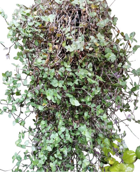 Planta Callisia Ideal Como Planta Colgante. 0
