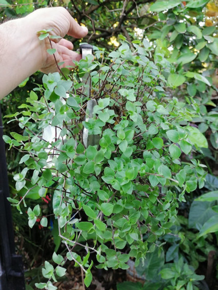 Planta Callisia Ideal Como Planta Colgante. 1