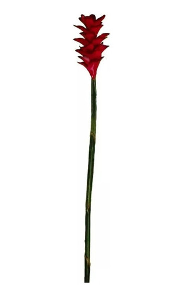 Mudas Alpinia Purpurata E Concha 0
