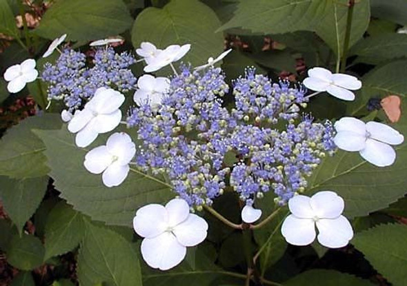Hortensia Japonesa 1