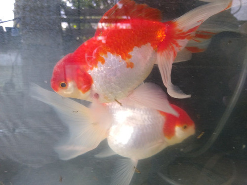 Red Cup, Cabeza De León, Telescópicos, Caracius, Cometas Koi 0