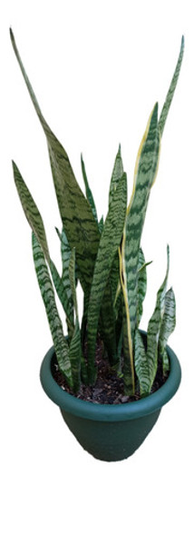 Planta San Jorge (sanseviera) 0