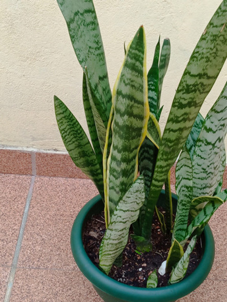 Planta San Jorge (sanseviera) 1
