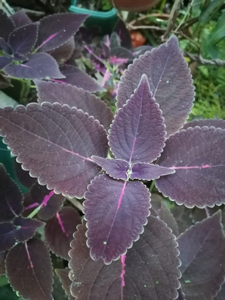 Planta De Hojas Cretona 0