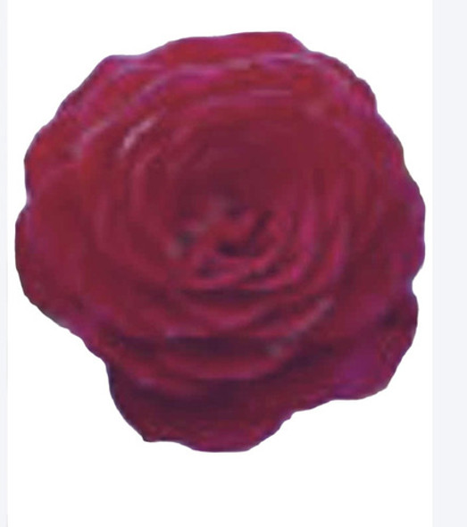 Camelias Japonica En Maceta De 5 Litros 0