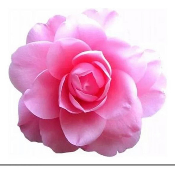 Camelias Japonica En Maceta De 5 Litros 1