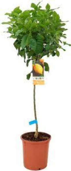 Limonero 4 Est. C/maceta 40 Cm.-e.gratis - Viv.hab.x Senasa 0