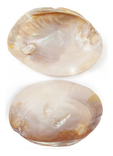 Almeja Concha Marina Con Perla Incipiente 16x11cm Precio C/u 0