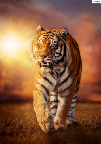 Puzzle Clementoni 1500 Piezas Tigre - Tiger 1