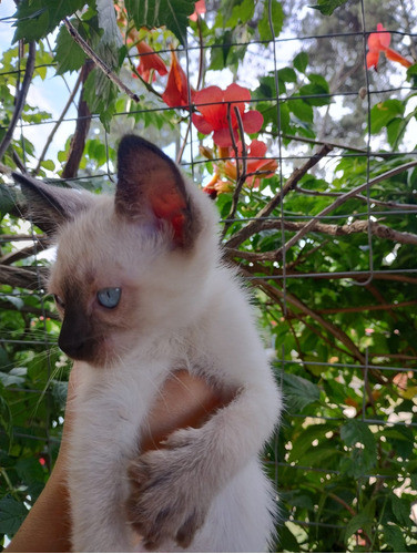 Gata Siamesa 0