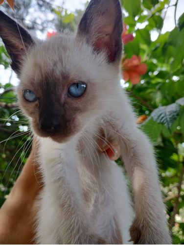 Gata Siamesa 1