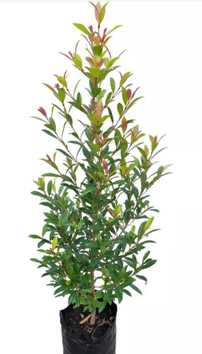 Planta Eugenia !!! 0