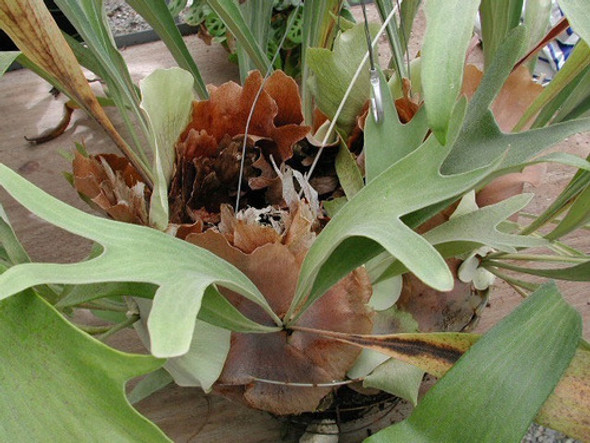 Helechos Cuernos De Alce, Cuernos De Ciervo + Abono!!!! 0
