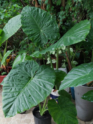 Alocasia Odora - Oreja De Elefante 0