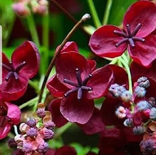 Akebia Quinata Chocolate Madre De Familia- Naturaleza Activa 1