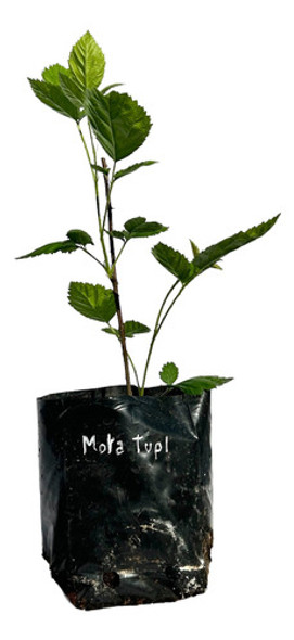 Plantin Zarzamora Tupy 1