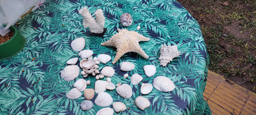 Caracol Concha Molusco Estrella Mar Almeja Moron 0