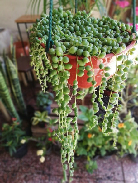 Planta Rosario De Maria - Suculenta Colgante 1