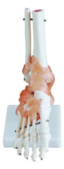 Modelo Funcional Del Tobillo Con Ligamentos 0