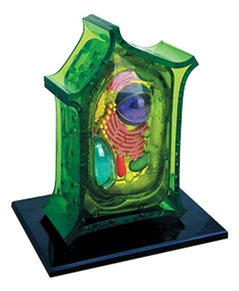 Modelo Anatômico Desmontável Da Célula Animal Ampliada 0 Modelo Anatômico Desmontável Da Célula Animal Ampliada 0