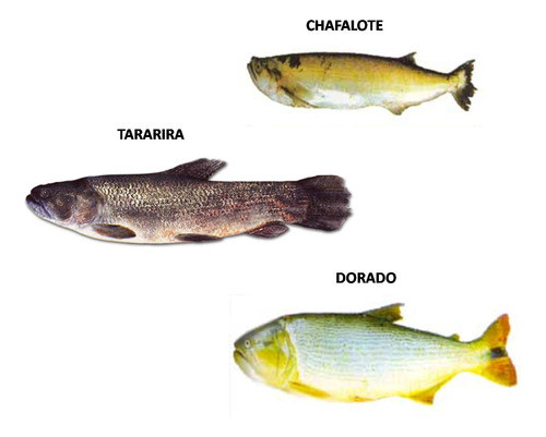 5 Lineas Linea Para Dorado Y Tararira Con 2 Lider De Acero 1