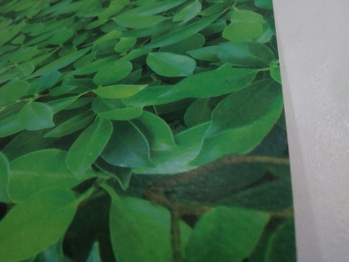 Empapelado Muresco Papel Zen Vinilizado Hojas Verde 34801 1