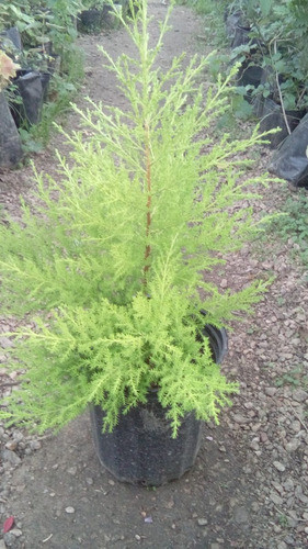 Pino Limon Grande 30cm 0