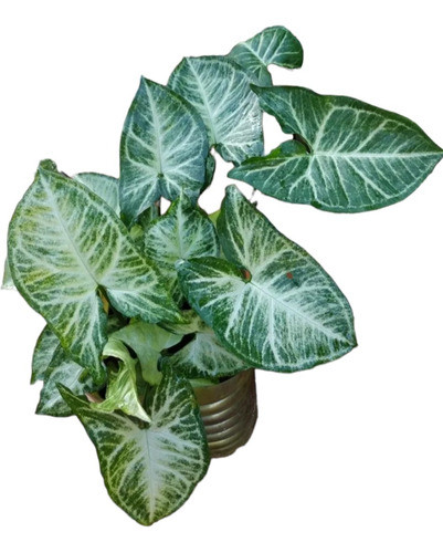 Planta De Zingonio Grande 0