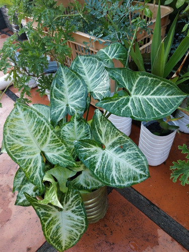 Planta De Zingonio Grande 1
