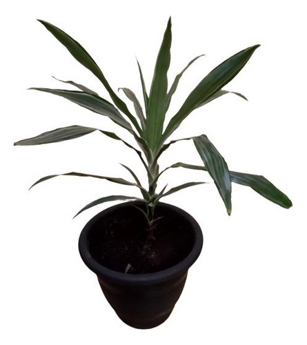 Dracena Deremensis Mediana 0
