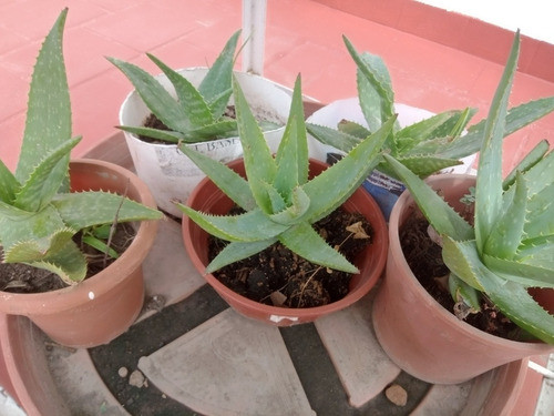 Planta De Áloe Vera 0