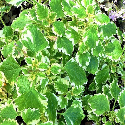 Aceite Esencial Incienso Silce En Spray 1