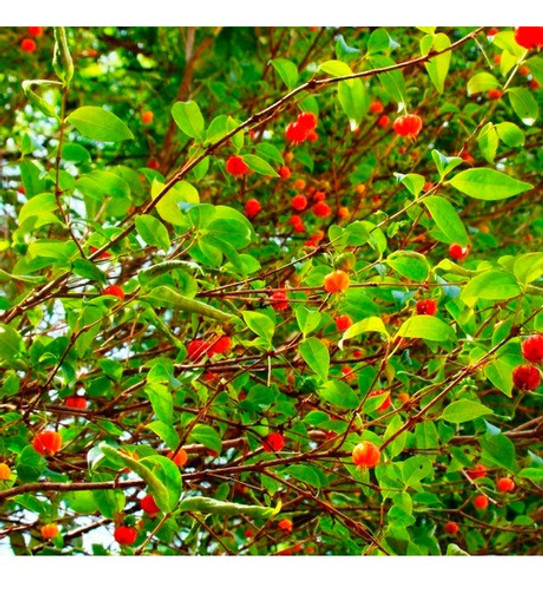 Aceite Esencial De Pitanga Envase De 250ml Caba 1