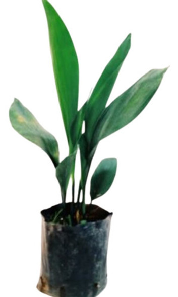 Planta Aspidistra 0 Planta Aspidistra 0