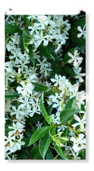 Jazmín De Leche Trepadora Perfumada 0,40 Mt Alt !!! 0