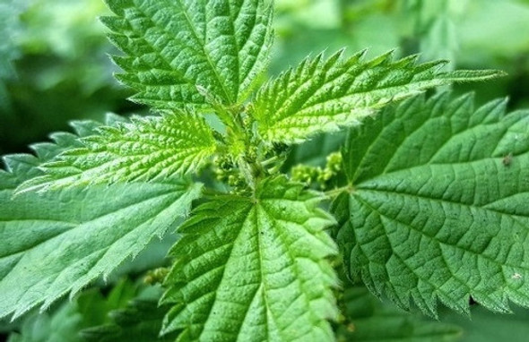 Plantas De Ortiga Medicinal Orgánica 0 Plantas De Ortiga Medicinal Orgánica 0