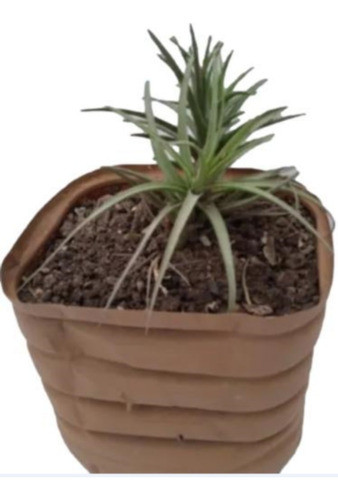 Planta - Clavel Del Aire... No Hago Envios 0