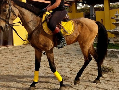 Faixa Elástica Verde Descanso Para Pata De Cavalo Em At 12x 1