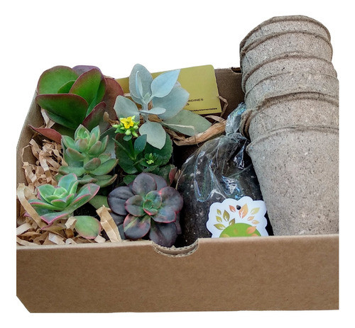 Suculentas 6 Plantas Coleccion En Caja Cactus Para Regalo 0