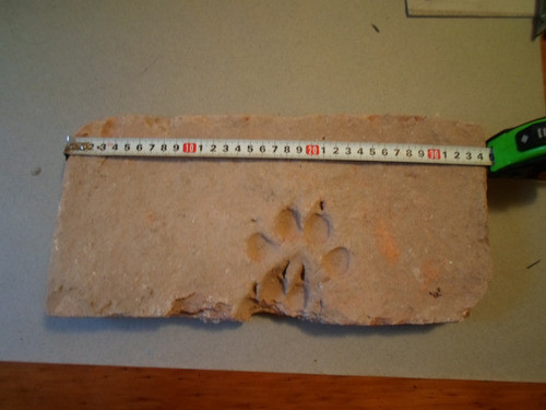 Ladrillo Muy Antiguo Con Huella 1