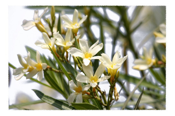 Laurel De Flor, Arbusto, 10 Plantas, 1m. 0 Laurel De Flor, Arbusto, 10 Plantas, 1m. 0