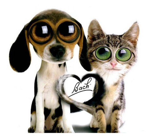 Terapia Floral De Bach Para Mascotas 0