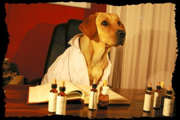 Terapia Floral De Bach Para Mascotas 1
