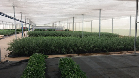 1 Muda De Sálvia Alta Qualidade - Planta Medicinal 1 1 Muda De Sálvia Alta Qualidade - Planta Medicinal 1