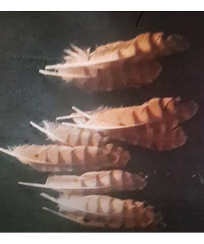 Pluma Cabure 2 +1 De Regalo 0