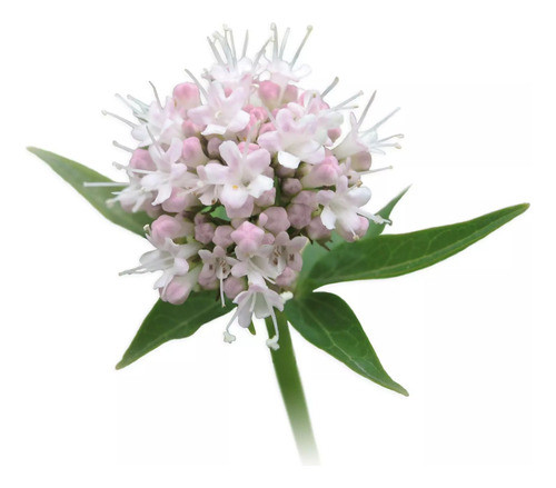 Planta De Valeriana, Tubérculos Medicinales 0